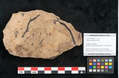 Foto (Objekt + Etikett) von Callitris brongniartii Endl. (NHMW-GEO-2024-0188-8228)